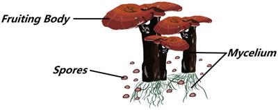 Regulatory effect of Ganoderma lucidum and its active components on gut flora in diseases
